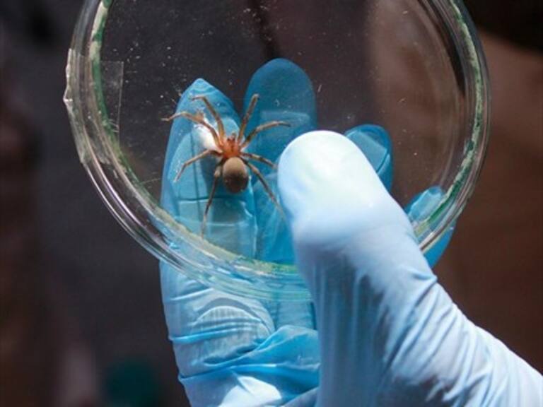 Autoridades alertan por «temporada alta» de arañas de rincón en hogares chilenos
