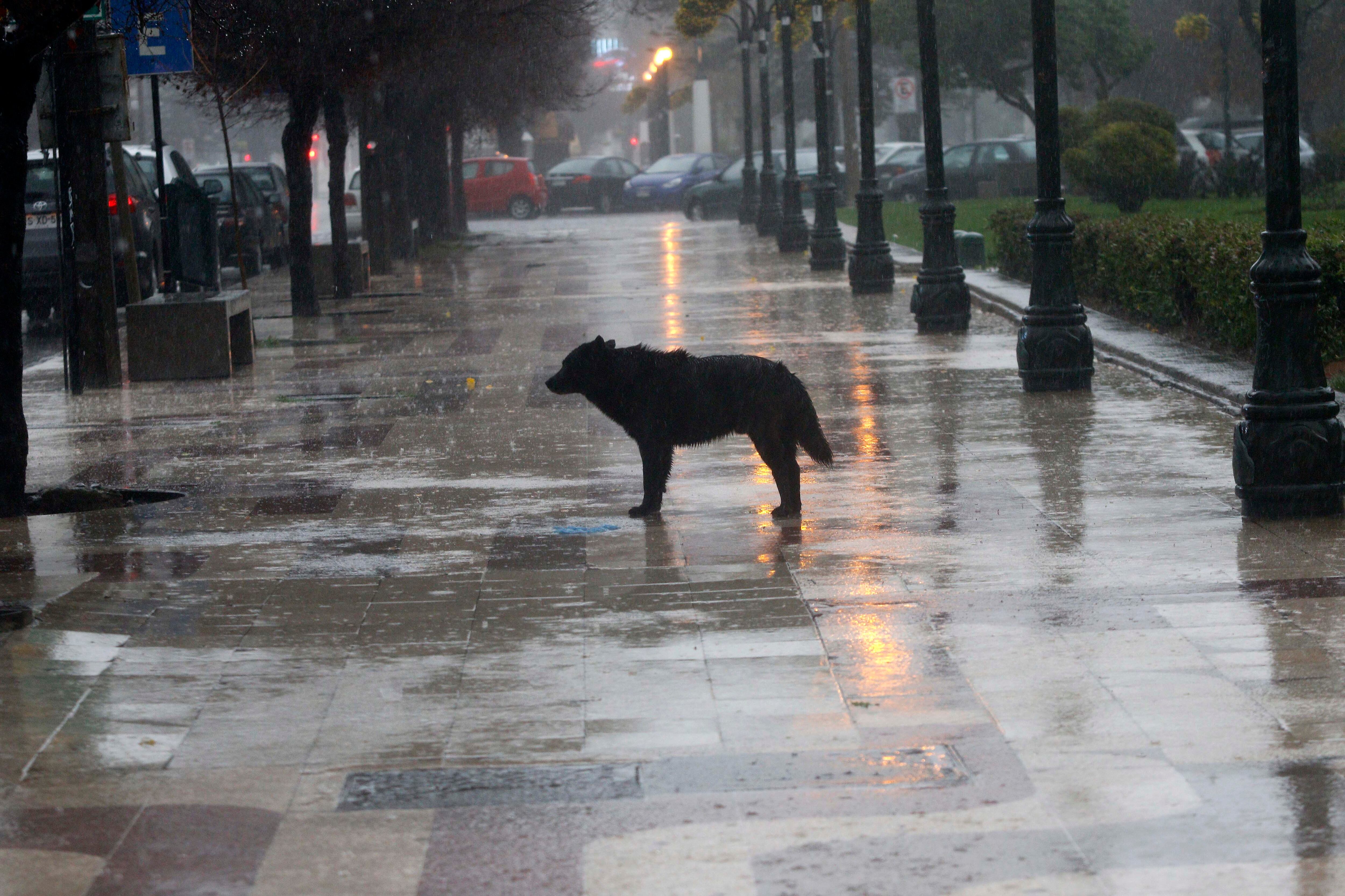 Mascotas y lluvias