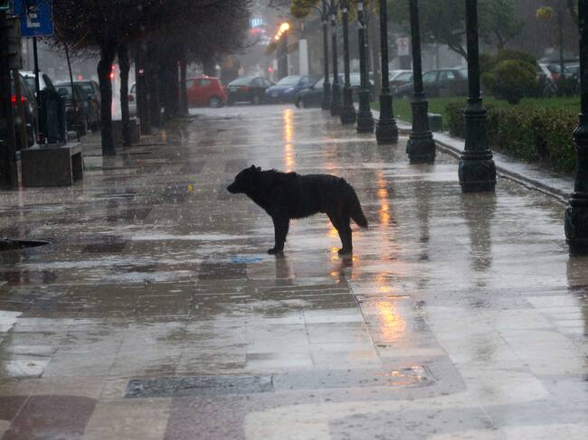 Mascotas y lluvias