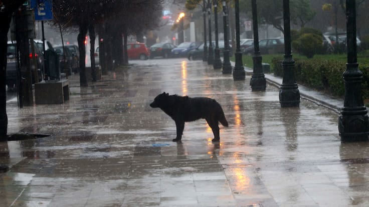 No los dejes a la intemperie: Las pautas de emergencia del Colmevet para salvar a tus animales del sistema frontal