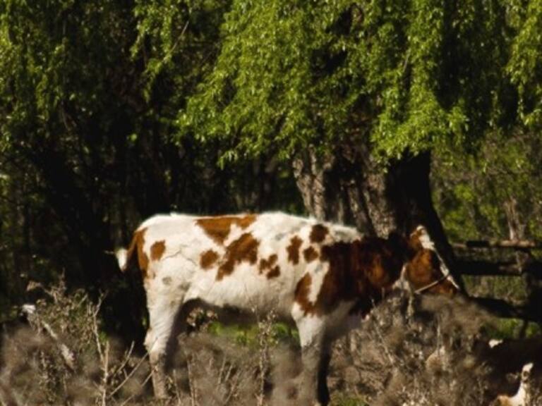 El viral de dos carabineros y unas vacas: «No nos roben»