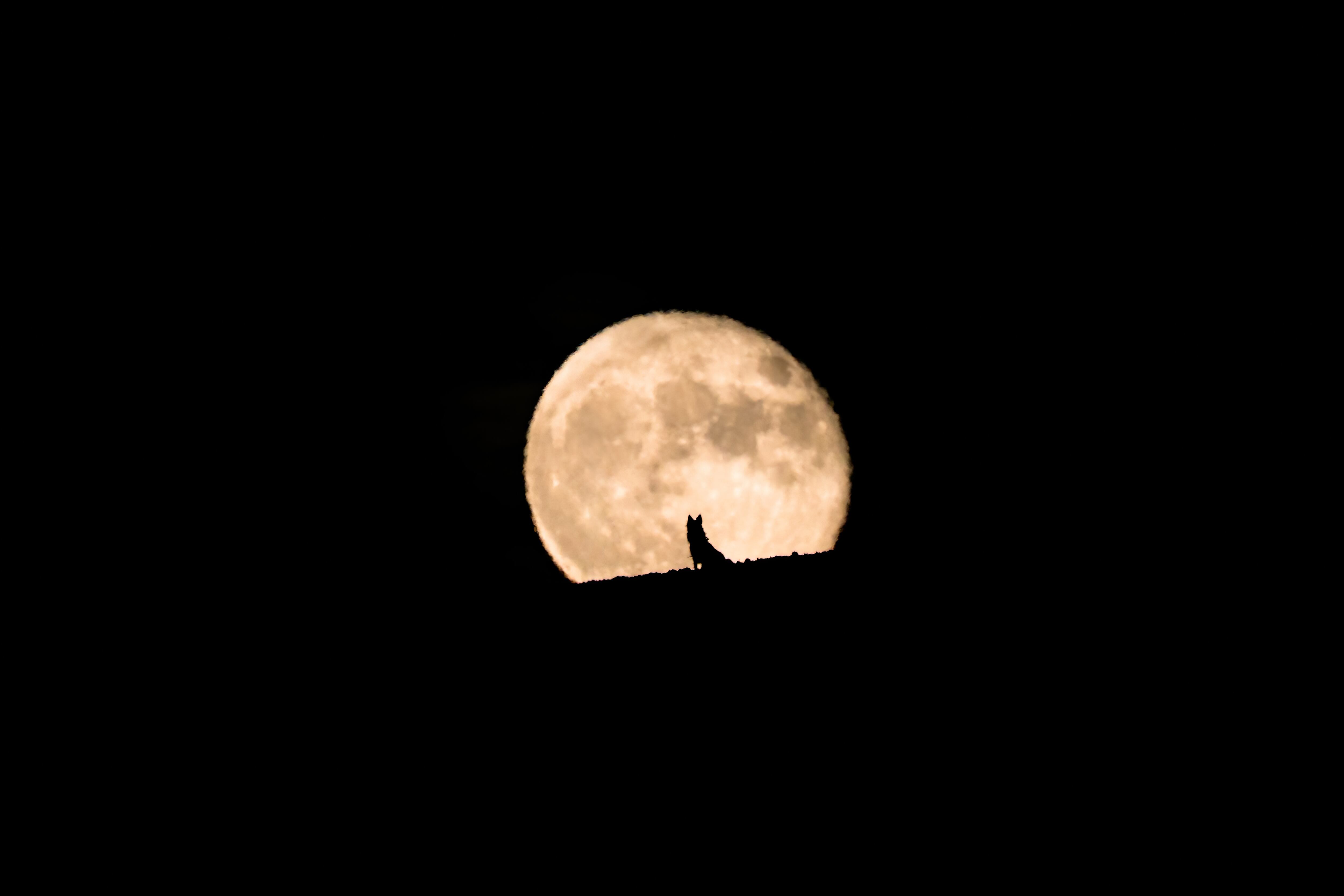 Silhouette of a wolf dog watching the full moon rise