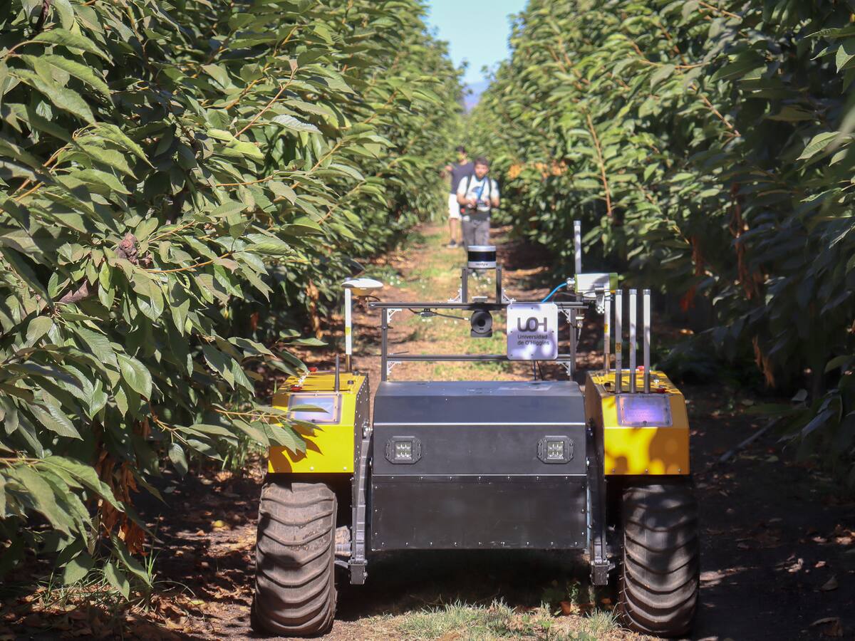 Lanzan proyecto para optimizar la producción de cerezos con inteligencia artificial
