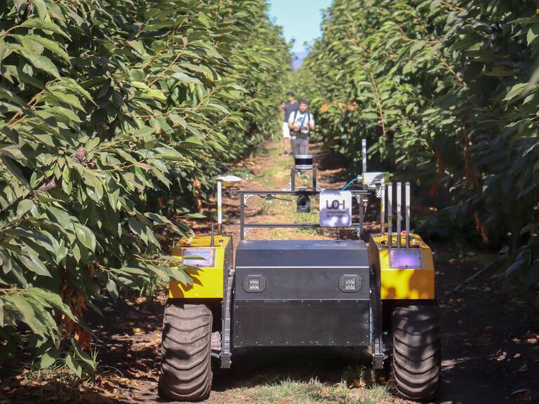 Lanzan proyecto para optimizar la producción de cerezos con inteligencia artificial