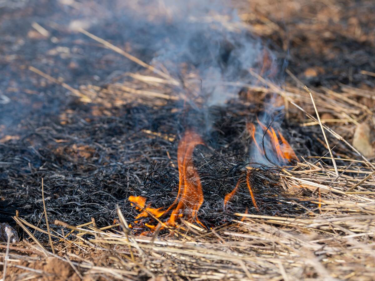 Senapred decreta Alerta Roja en Nueva Imperial por incendio forestal activo: van 15 hectáreas consumidas por las llamas