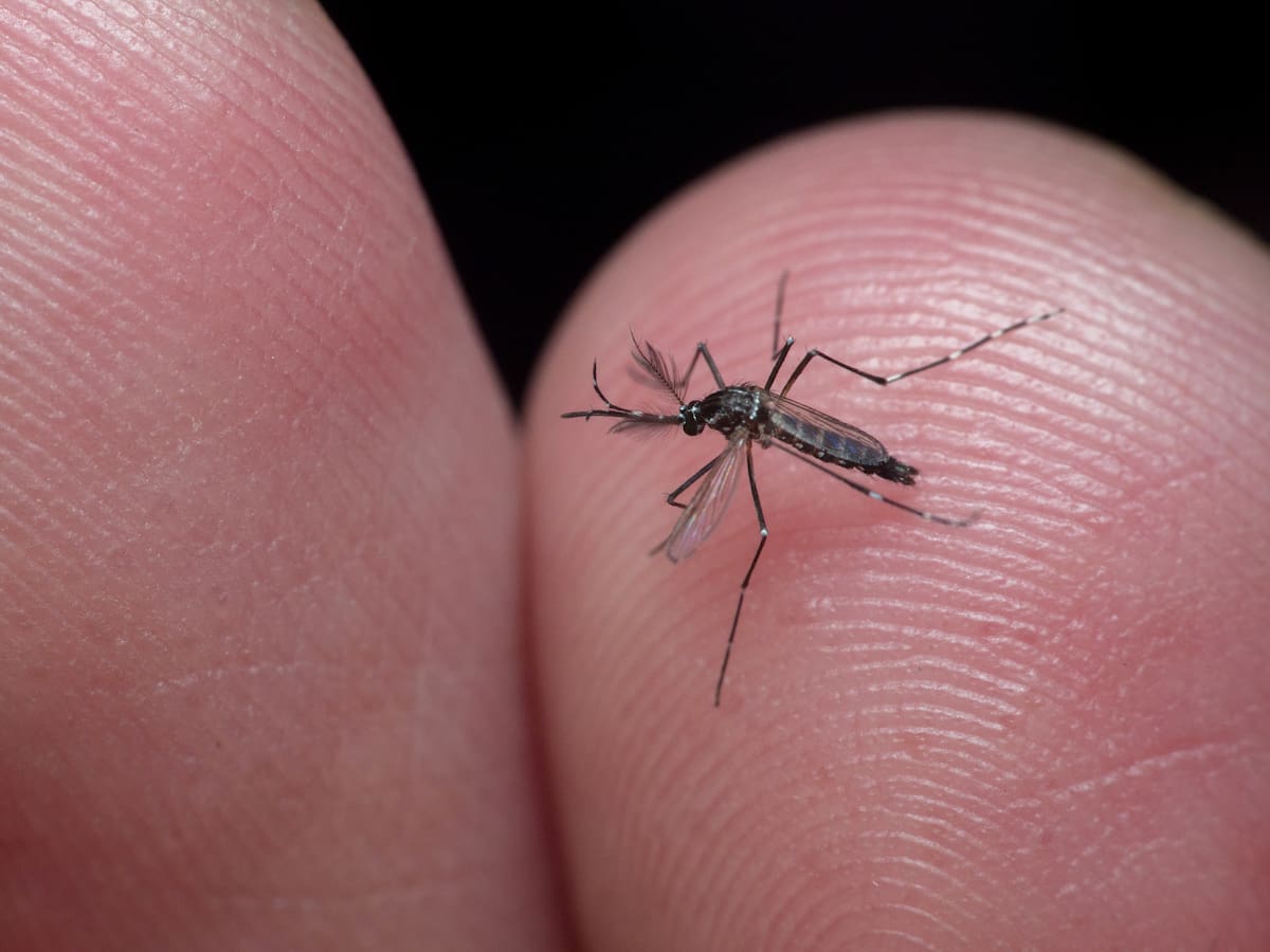 Tras detección de mosquito Aedes Aegypti en el aeropuerto de Santiago: ¿Qué es el dengue y cuáles son sus síntomas?