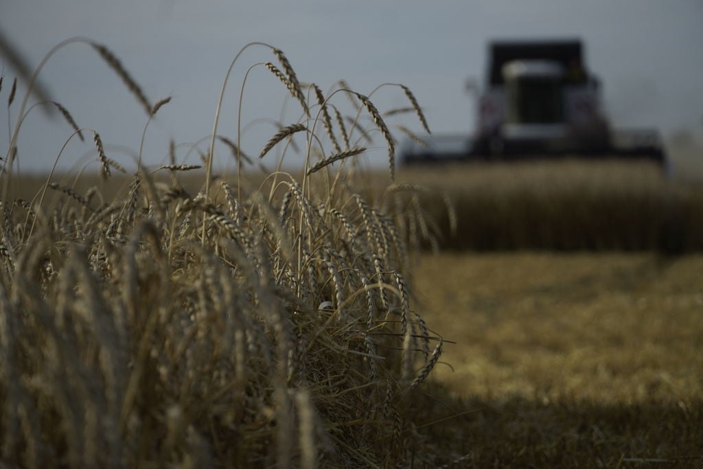 Granjeros producen trigo y cereales en Nedvigovka del sur de Rusia