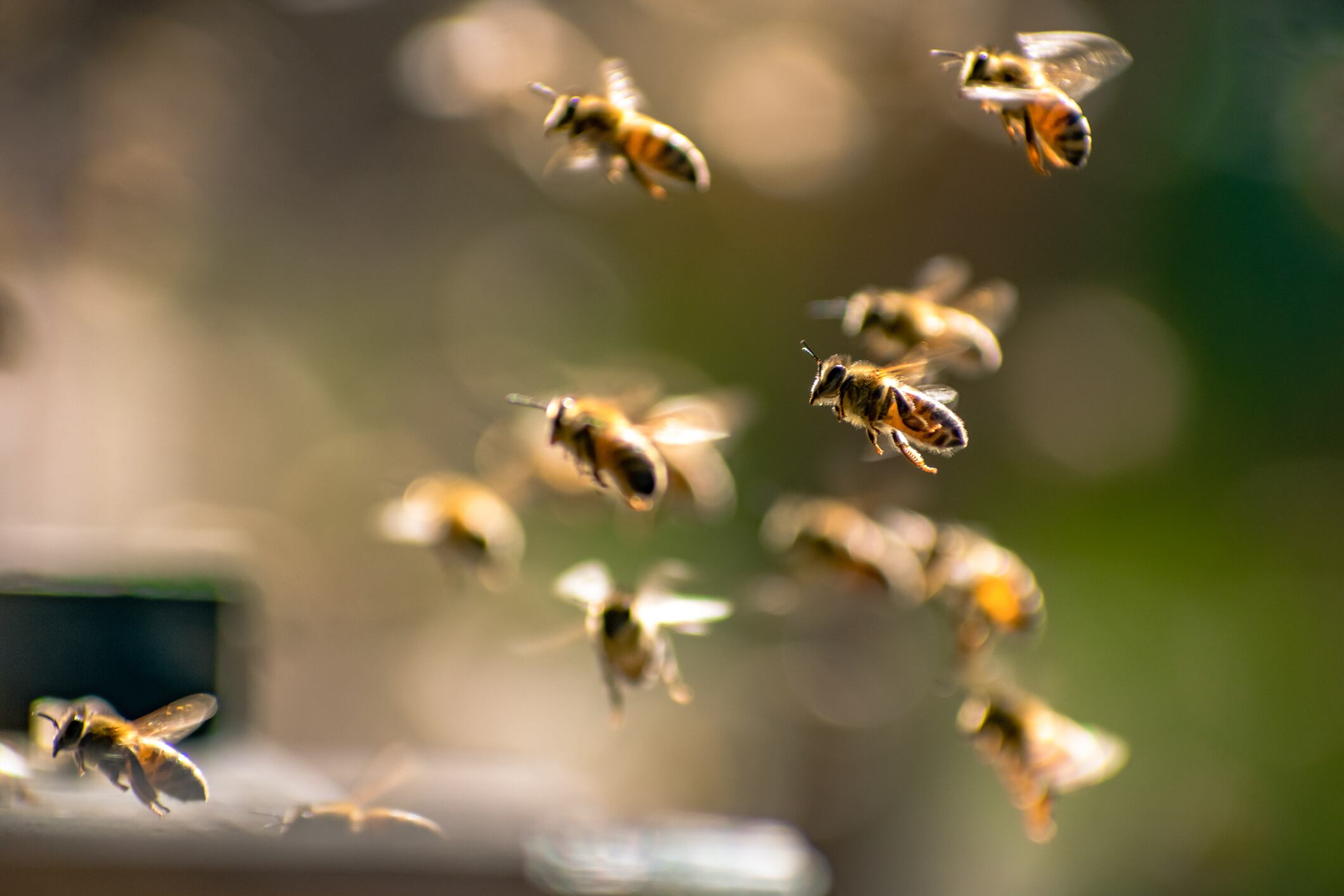 Creía que era un monstruo: niña en EE.UU. encuentra más de 50 mil abejas en su habitación