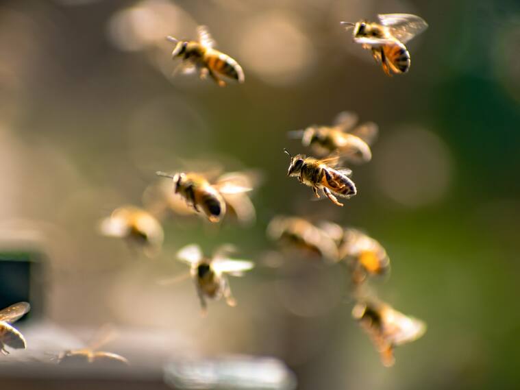 Creía que era un monstruo: niña en EE.UU. encuentra más de 50 mil abejas en su habitación