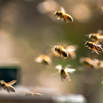 Creía que era un monstruo: niña en EE.UU. encuentra más de 50 mil abejas en su habitación