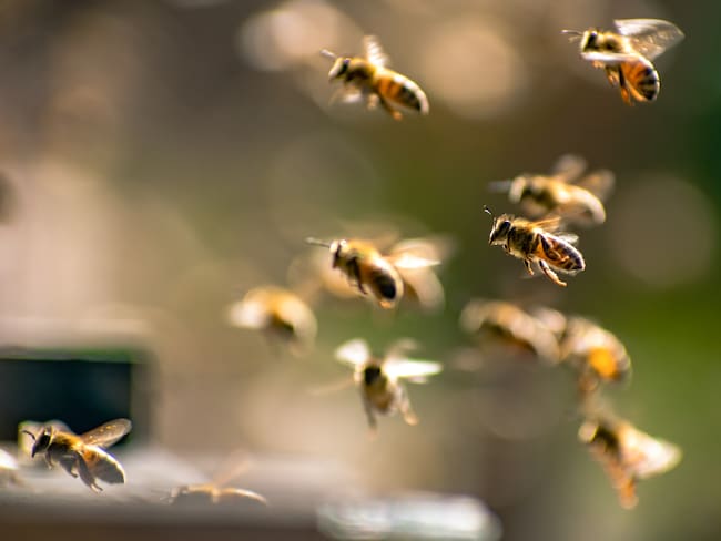 Creía que era un monstruo: niña en EE.UU. encuentra más de 50 mil abejas en su habitación