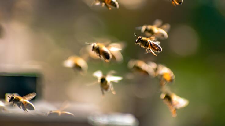 Creía que era un monstruo: niña en EE.UU. encuentra más de 50 mil abejas en su habitación