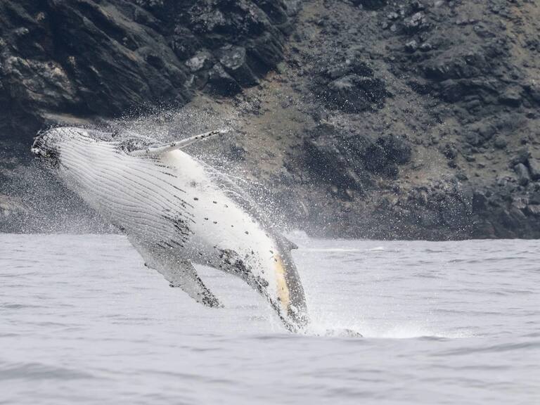 Archipiélago de Humboldt: aprueban área marina costera protegida