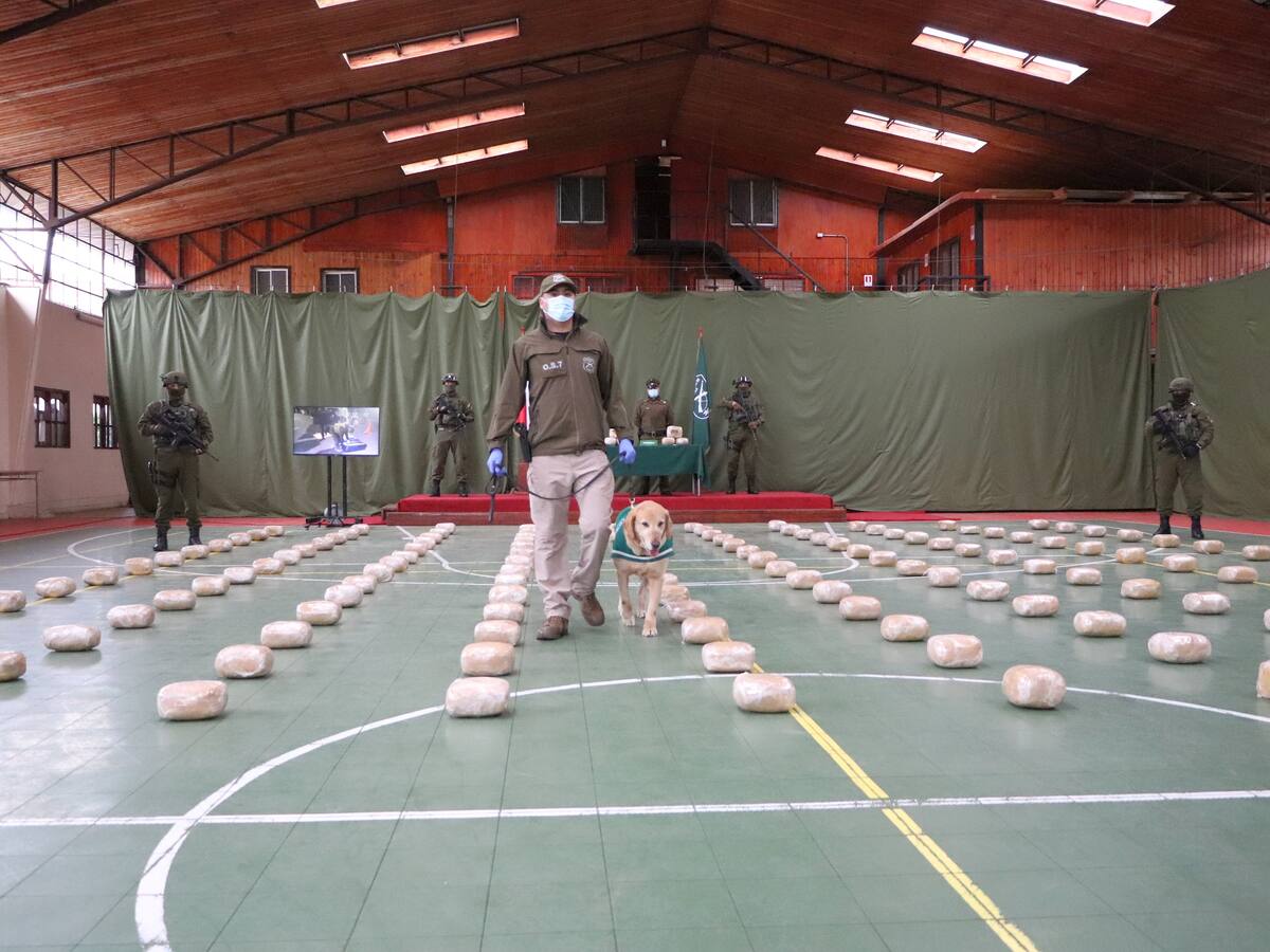 Carabineros incauta más de 160 kilos de marihuana en “histórico” operativo en La Araucanía