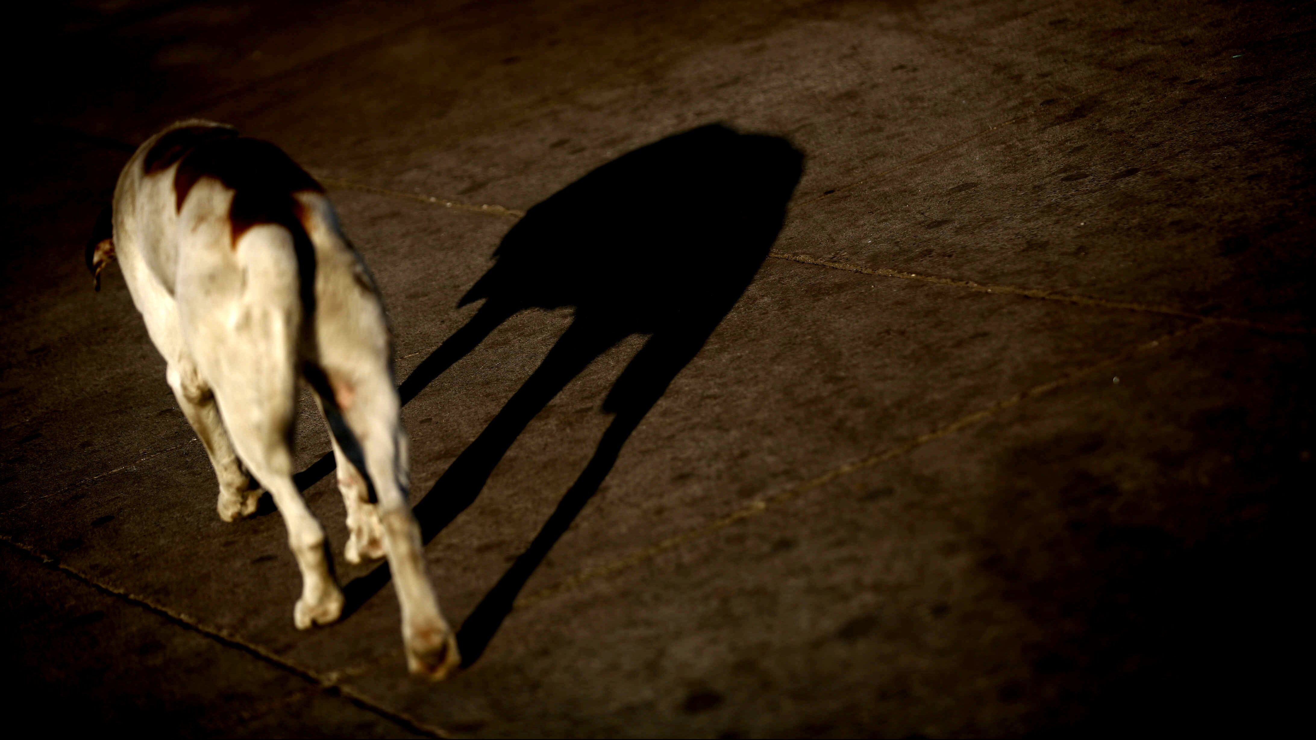 Perro callejero