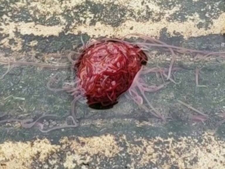 Hombre encontró y grabó a un «monstruo de alcantarilla» en Houston, Texas