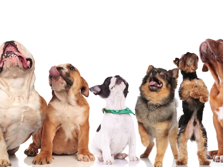 Así es Ozzy, el perro con una lengua de casi 20 centímetros, dueño del nuevo récord Guinness