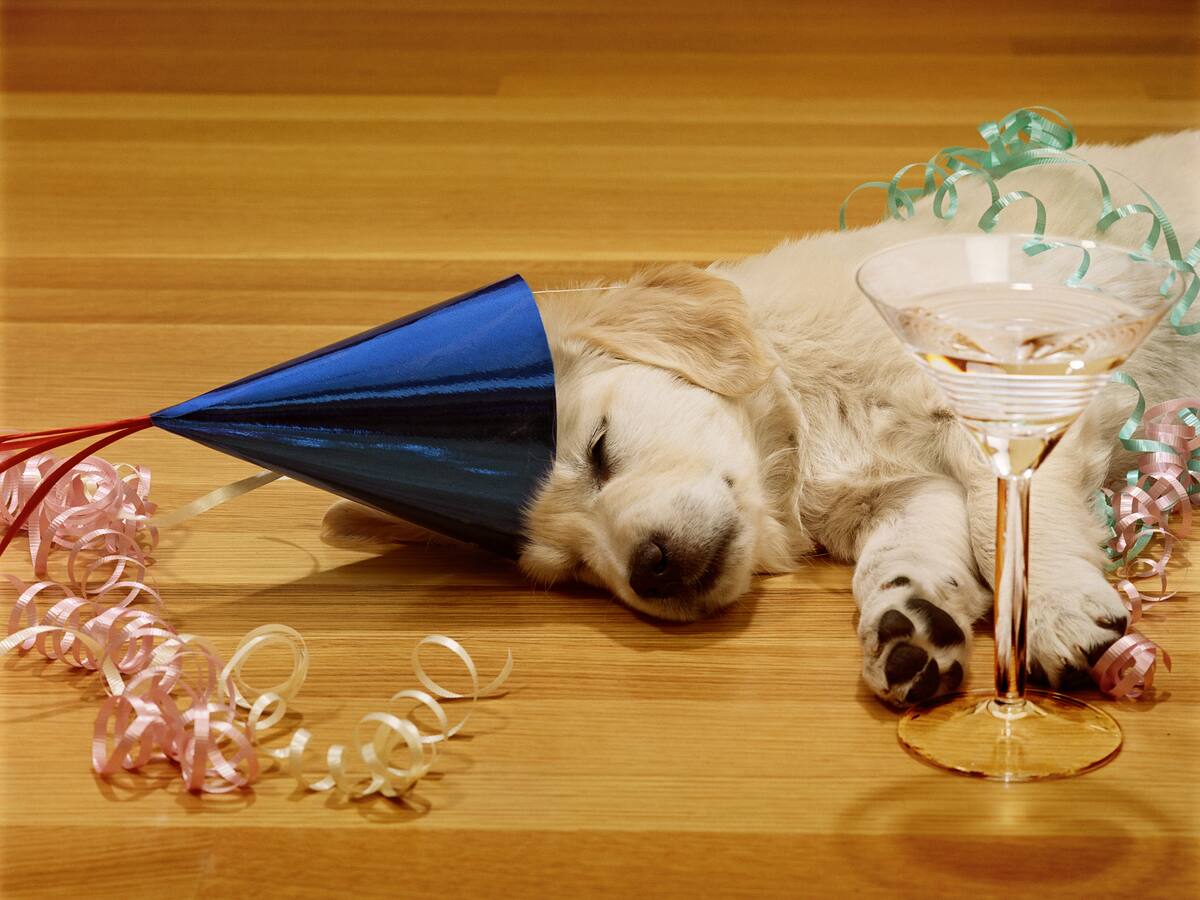 ¿Tu perro o gato lo está pasando mal en estas fiestas? Las señales de alerta que no debes ignorar