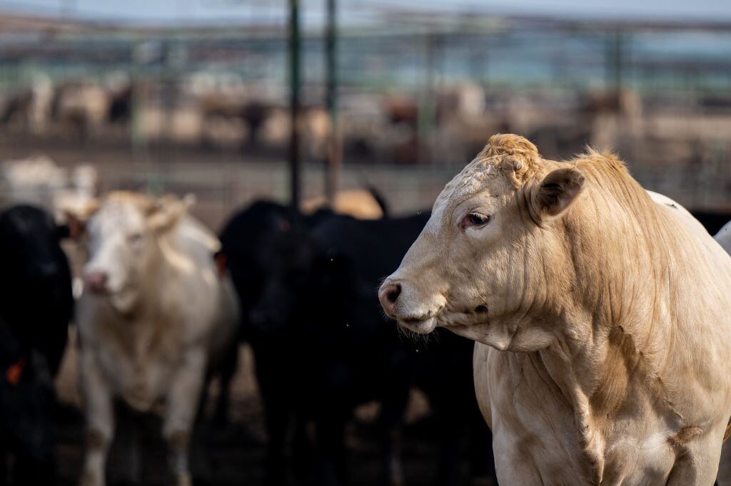Vacas en un rancho de Texas, en medio de la preocupación por una cepa contagiosa de gripe aviar detectada en animales en ese estado de Estados Unidos.