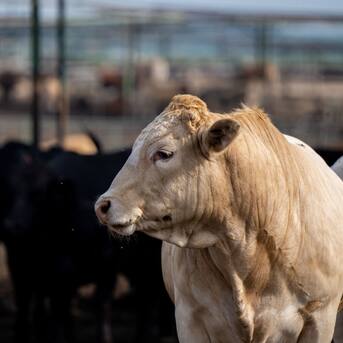 Estados Unidos detecta vacas contagiadas con una cepa de gripe aviar en Texas