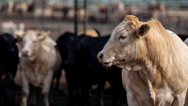 Estados Unidos detecta vacas contagiadas con una cepa de gripe aviar en Texas