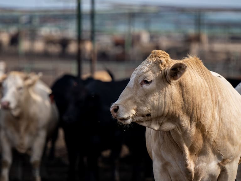 Vacas en un rancho de Texas, en medio de la preocupación por una cepa contagiosa de gripe aviar detectada en animales en ese estado de Estados Unidos.