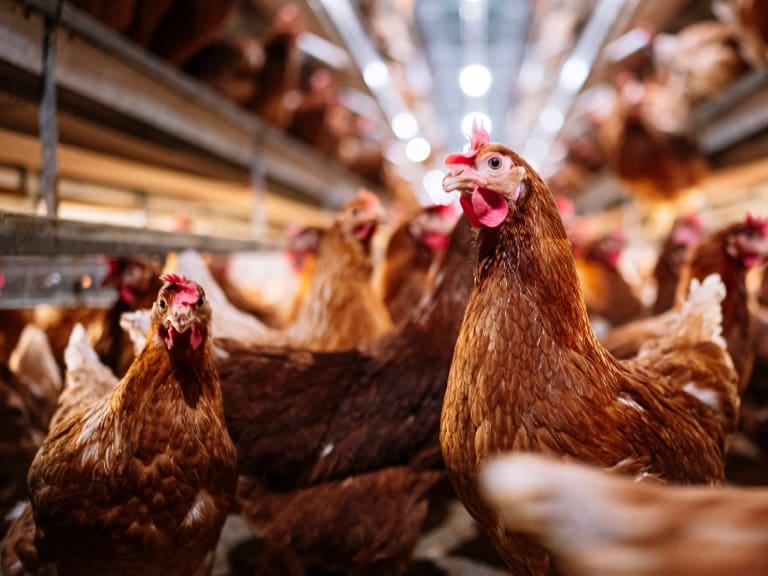 Ministerio de Salud confirma primer caso humano de gripe aviar en Chile
