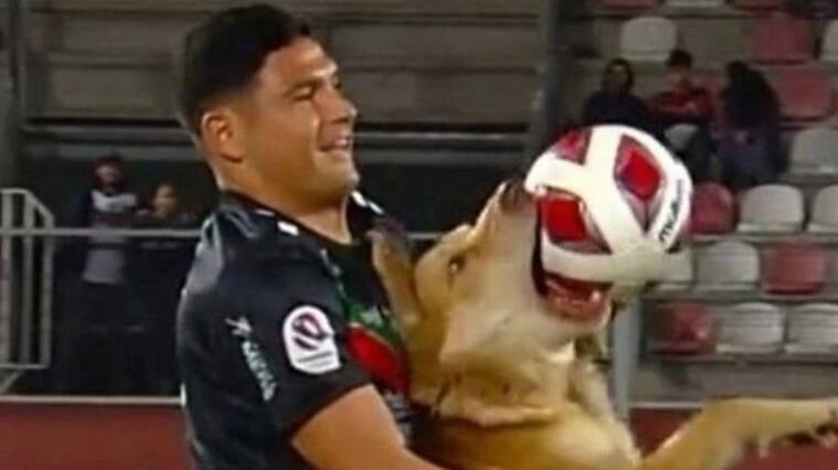 El perro que se robó la película en el duelo entre Curicó Unido y Palestino
