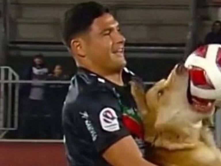 El perro que se robó la película en el duelo entre Curicó Unido y Palestino