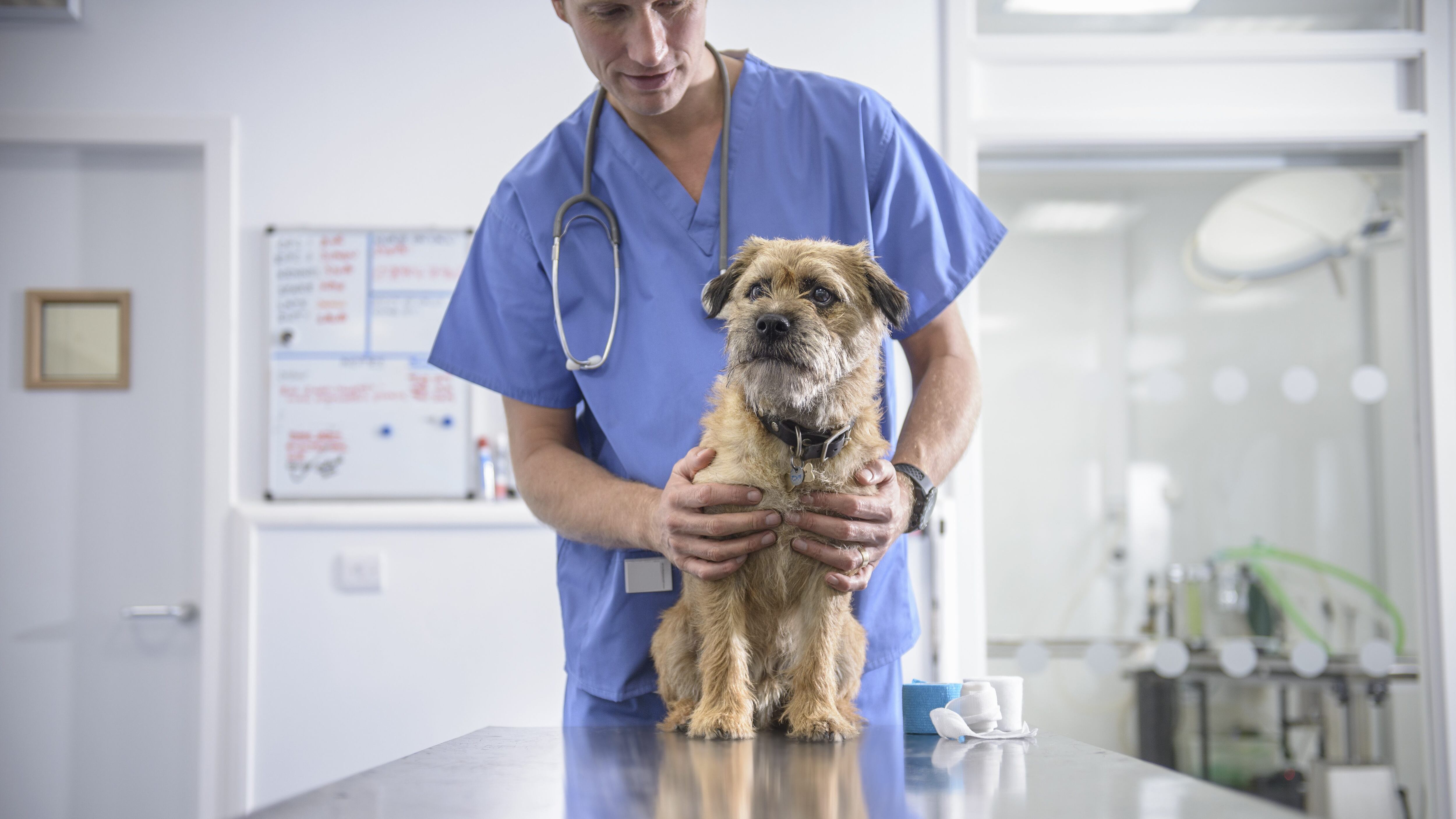 Comevet pide mantener abierto servicios veterinarios
