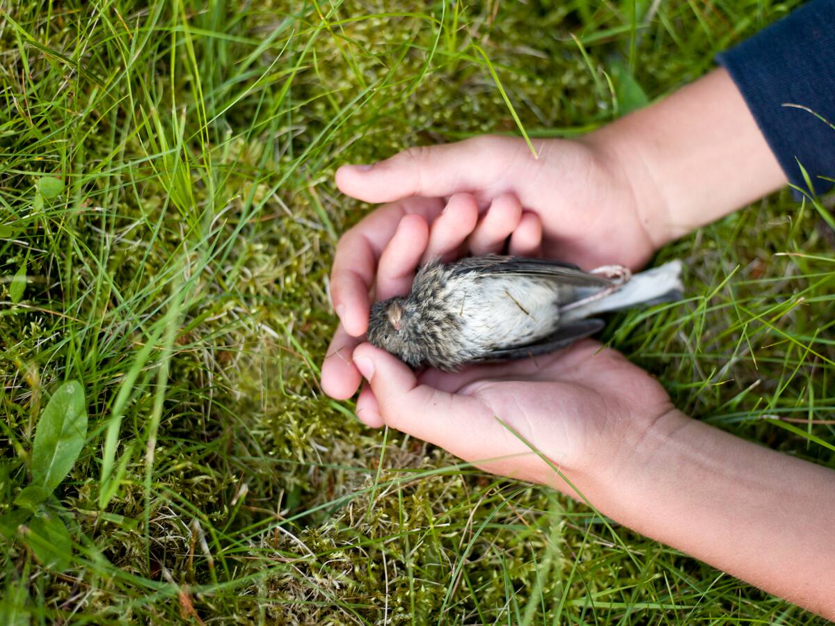 Ha matado a más de 3.500 millones y la cuenta sigue: este es el asesino invisible que está acabando con las aves del mundo