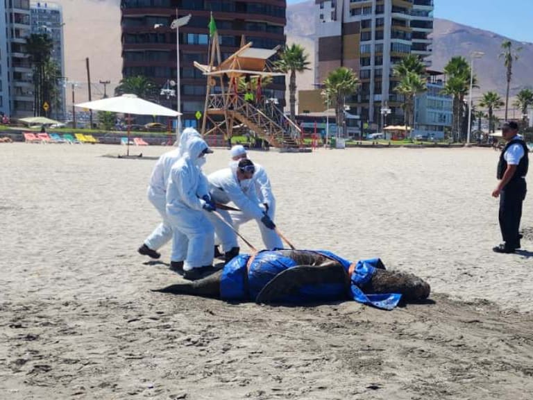Alarmante aumento de varamientos de fauna marina en la zona norte de Chile durante el primer trimestre de 2023