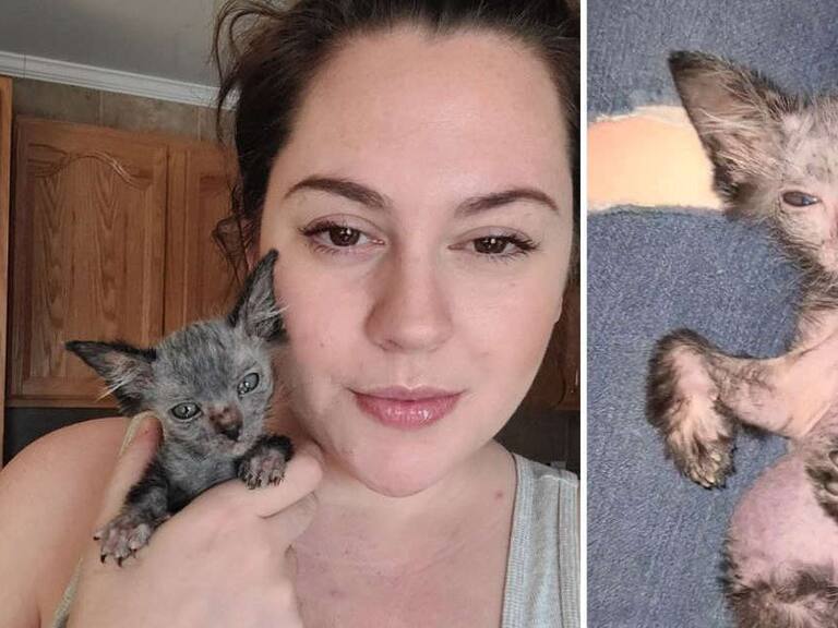 Se hizo viral en TikTok: una mujer descubrió que su gata «enferma» no era un gato