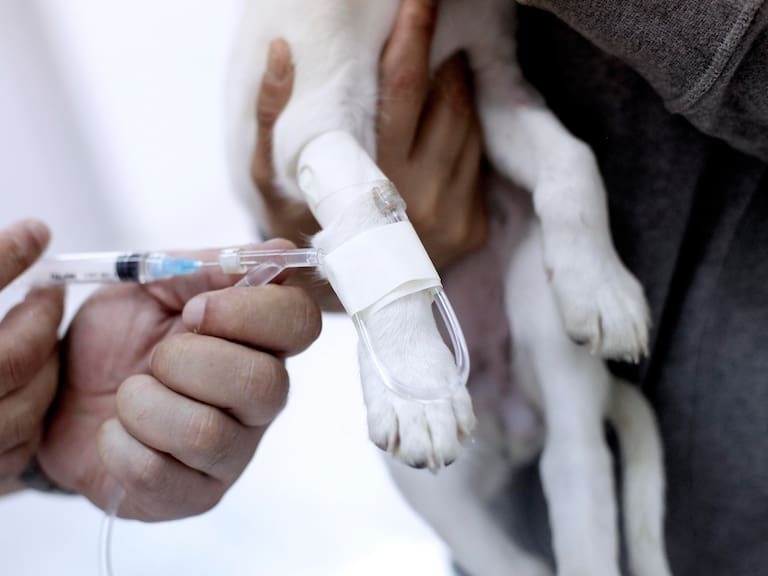 Clínica veterinaria en Arica deberá indemnizar a los dueños por muerte de mascota