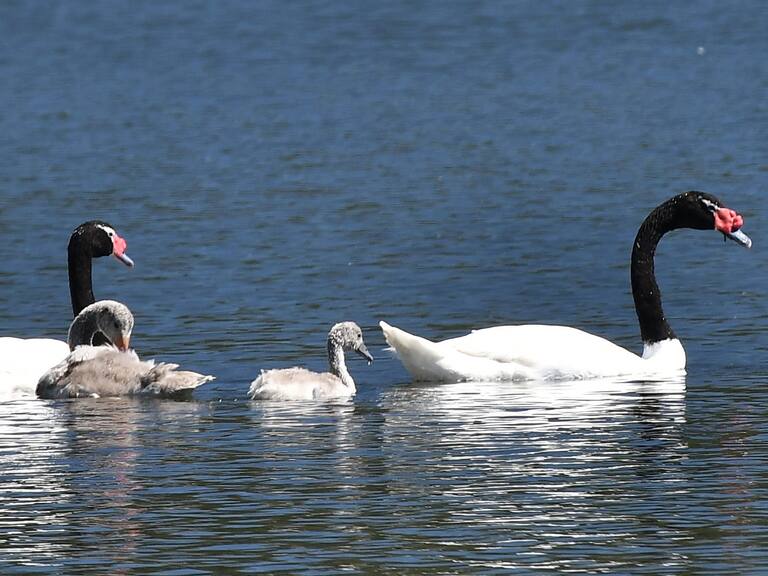 Sujetos en lancha persiguieron a cisne de cuello negro en lago Vichuquén