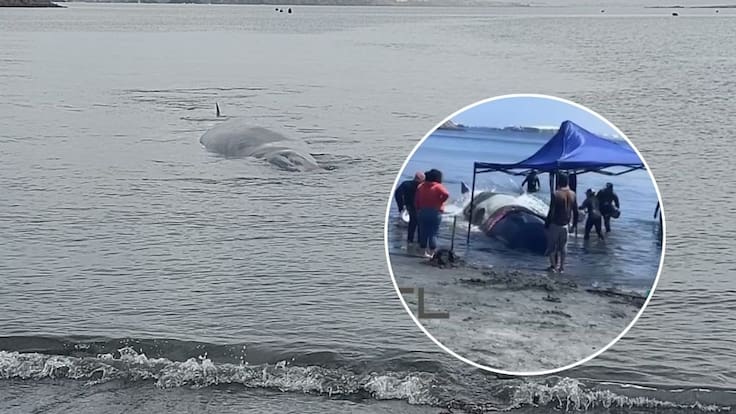 Operativo extremo en Antofagasta: ballena de 15 metros queda varada y desata emergencia regional