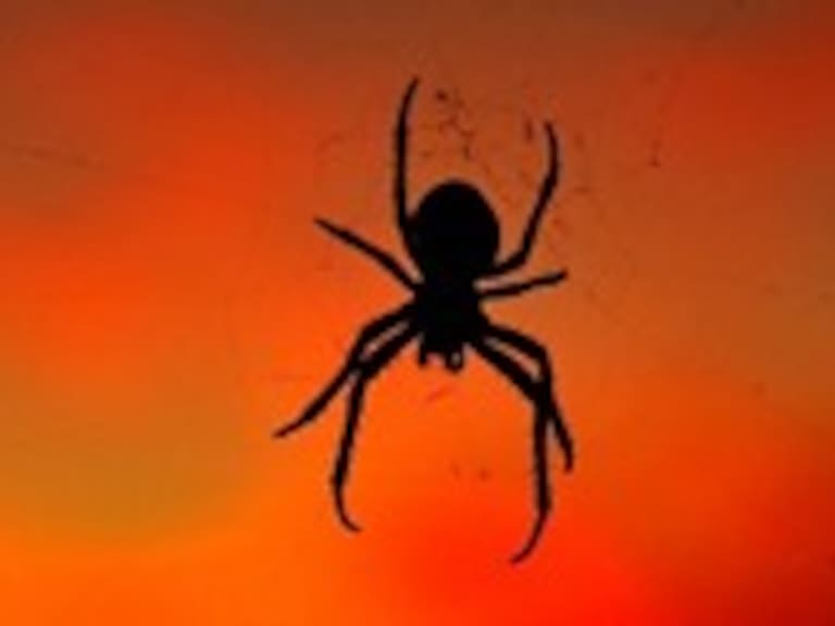 Entomólogo: »Mueren 0,3 personas al año mordidos por arañas de rincón»