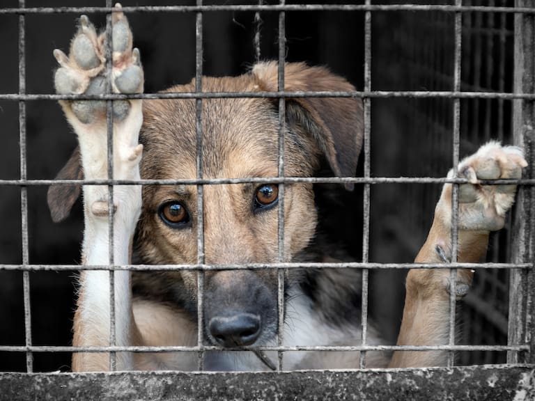 Lo colgó de un árbol como represalia: Detienen a hombre por matar a un perro por ataque a ovejas