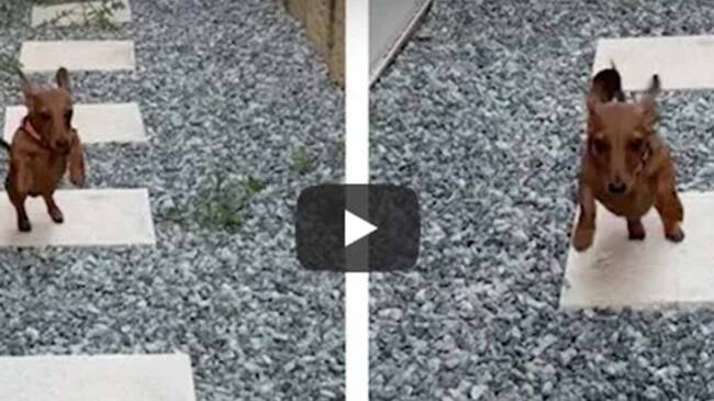 Video viral saltos de perro