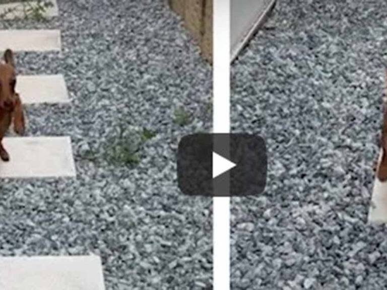 ¡Como un niño! Perro es viral en video de YouTube por sus divertidos saltos