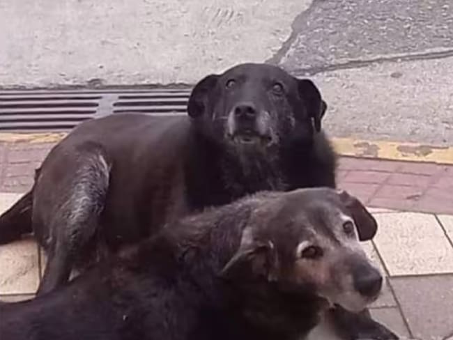 Ordenan arresto domiciliario nocturno para los tres hombres acusados por la muerte de perros comunitarios en Valdivia