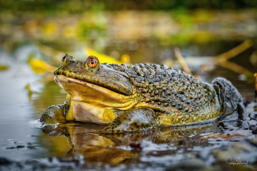 iNaturalist Chile (Felipe Rabanal)