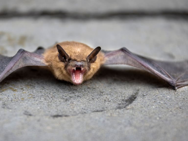 Autoridades encienden las alarmas por caso de murciélago con rabia en Chile: conoce los síntomas y formas de contagio