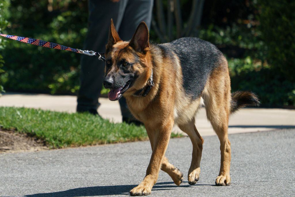 El perro Commander de Joe Biden camina en los jardines de la Casa Blanca