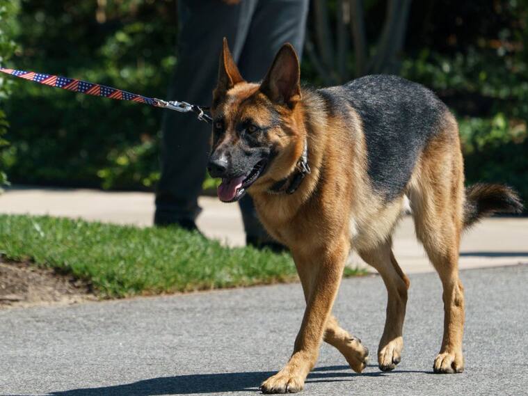 El perro Commander de Joe Biden camina en los jardines de la Casa Blanca