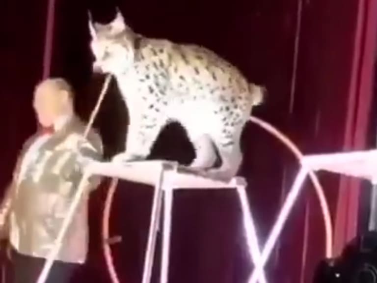 Lince de circo se abalanzó sobre su adiestrador y causó pánico entre los presentes