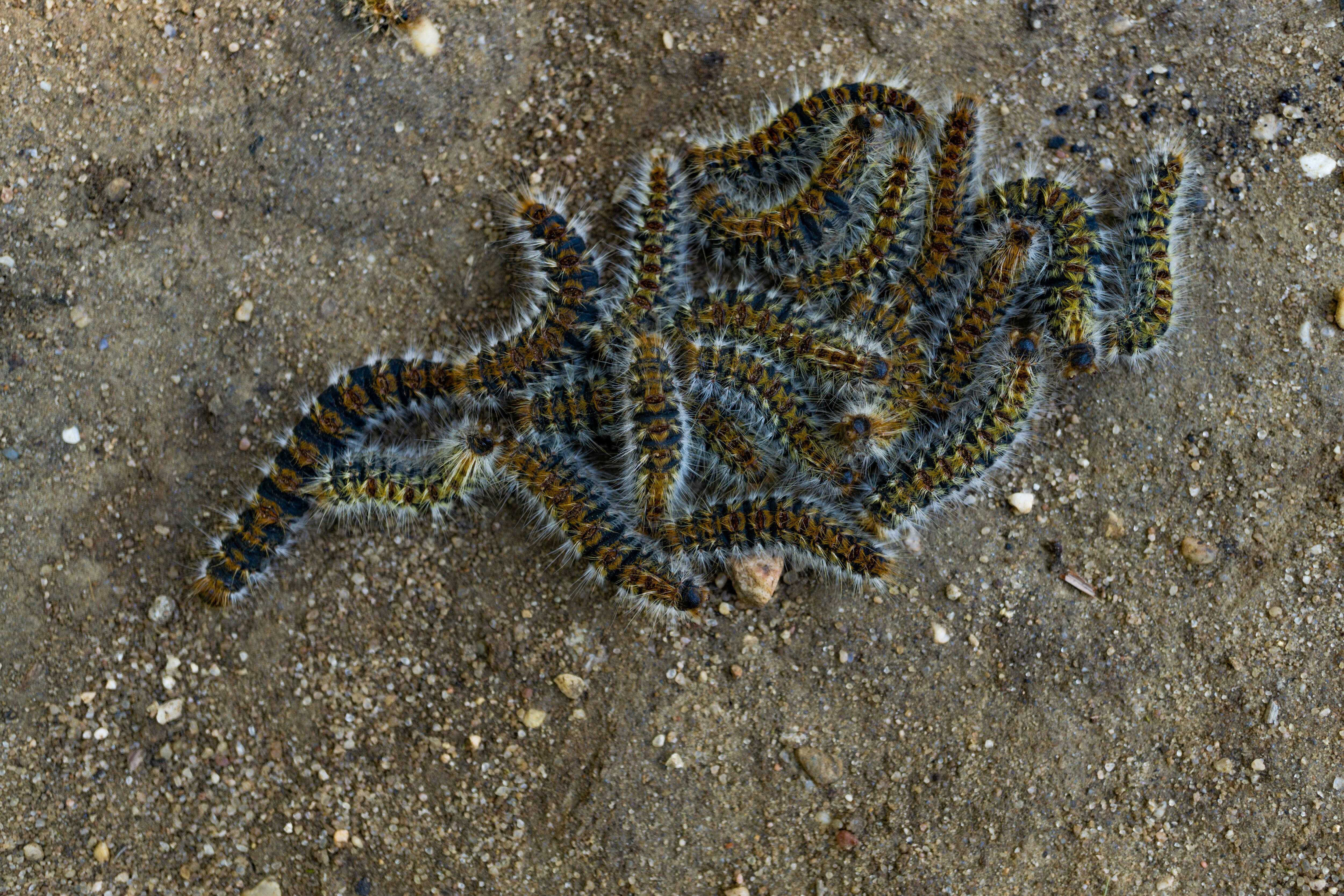 Oruga procesionaria del pino (Thaumetopoea pityocampa) ejemplo de un animal con proteína irritante llamada tóumetopoeína // Getty Images