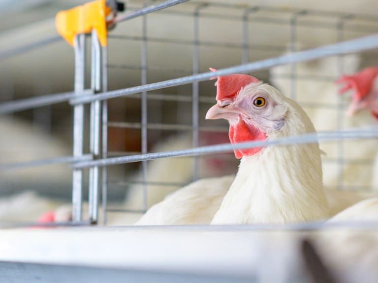 Gobierno tras contagio con la gripe aviar de aves de corral: «Es un evento bastante acotado, y las aves ya fueron eliminadas»