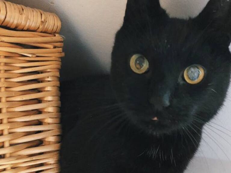 Gato regresó con su dueña tras estar ocho años extraviado: pensó que no volvería