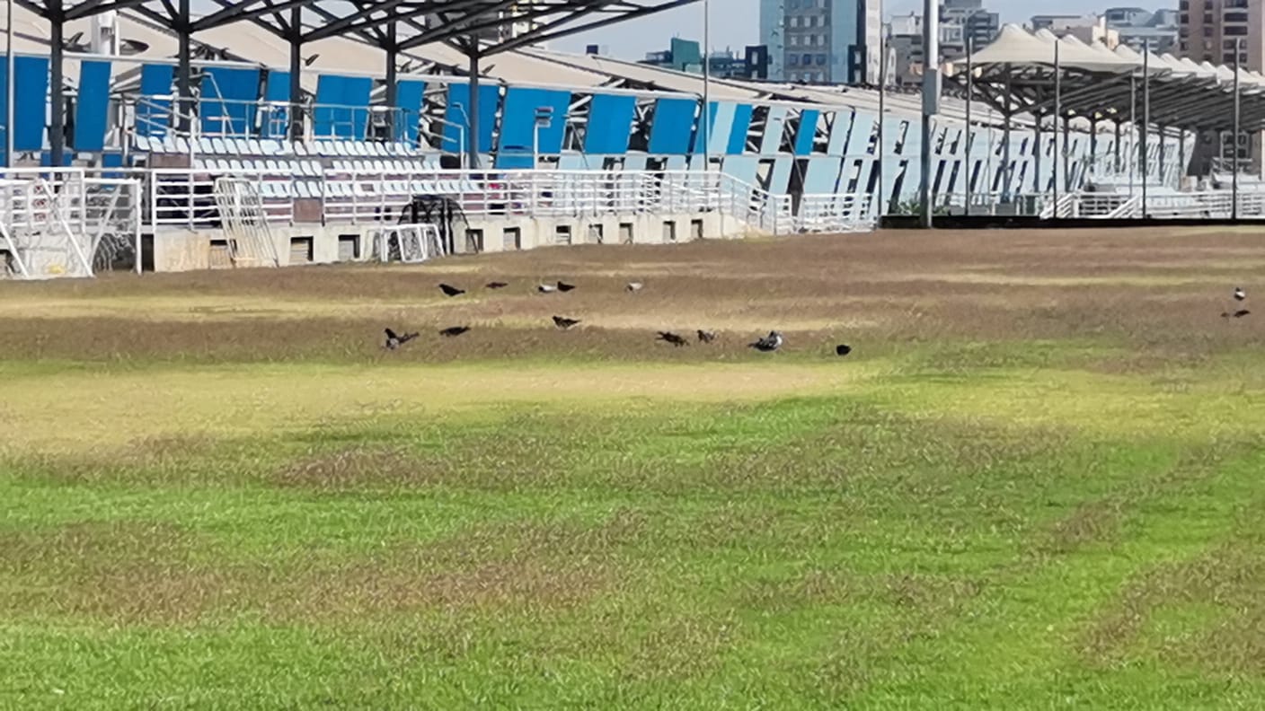 Cancha 3 del estadio Calvo y Bascuñán